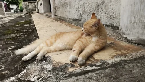 Orange cat lying down licking its fur Stock Footage 161879609