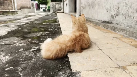 Orange cat lying down licking its fur Stock Footage 161879674