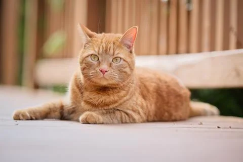 Orange Cat lying down outdoors Stock Photos