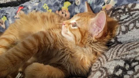 Orange cat lying down Stock Photos