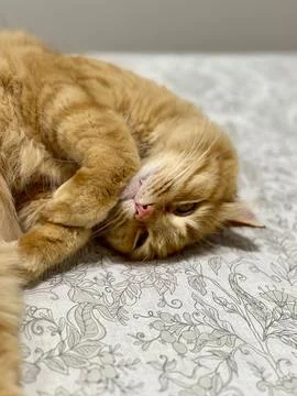 Orange cat lying down Stock Photos