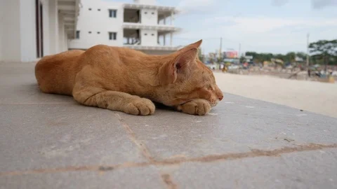 Orange cat lying on the edge of the tile floor Stock Footage