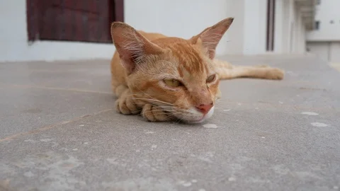 Orange cat lying on the edge of the tile floor,Homeless cat asleep Stock Footage 127072851
