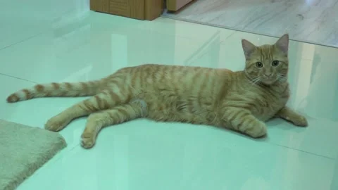 Orange cat lying on the floor and looking the camera. the cat wants food Stock Footage 146584792