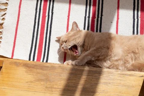 The orange cat is lying on the floor, basking in the sun, yawning Stock Photos