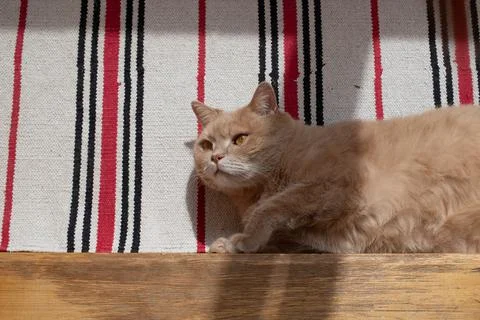 The orange cat is lying on the floor, basking in the sun, thinking about his Stock Photos