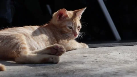 Orange cat lying on the floor. Stock Footage 250305995