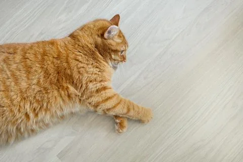Orange cat lying on the floor top view with copy space Stock Photos
