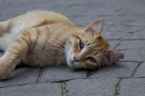 Orange cat lying on the ground Stock Photos