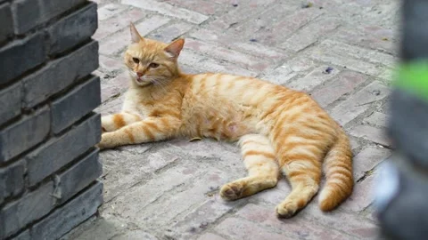 Orange cat lying on the ground resting and meowing Stock Footage 197918806