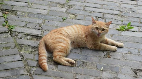 Orange cat lying on the ground resting and meowing Stock Footage 197918864