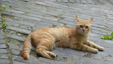 Orange cat lying on the ground resting and meowing Stock Footage 197918991
