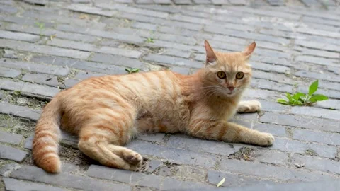 Orange cat lying on the ground resting and meowing Stock Footage 197919005