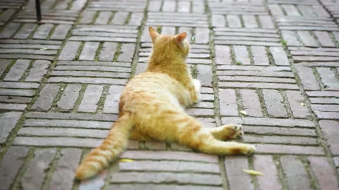 Orange cat lying on the ground resting and meowing Stock Footage 197924382