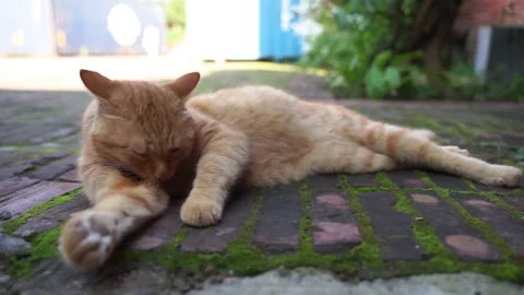 Orange cat lying on the ground taking care of itself Stock Footage 144510991