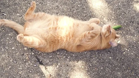 Orange cat lying, rolling and licking by the sun Stock Footage 80661661