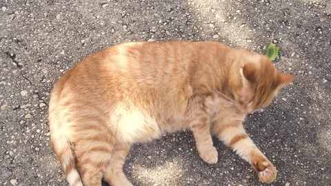 Orange cat lying, rolling and licking by the sun Stock Footage 80661898