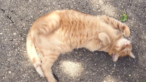 Orange cat lying, rolling and licking by the sun Stock Footage 80661899