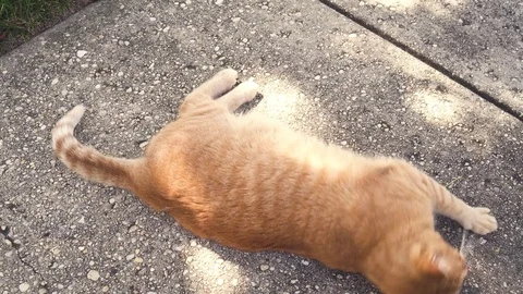 Orange cat lying, rolling and licking by the sun Stock Footage 80661902