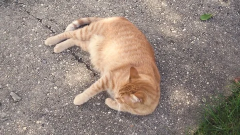 Orange cat lying, rolling and licking by the sun Stock Footage