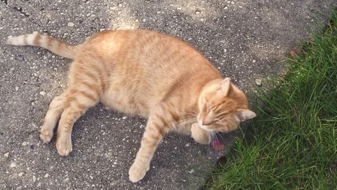 Orange cat lying, rolling and licking by the sun Stock Footage 80661909