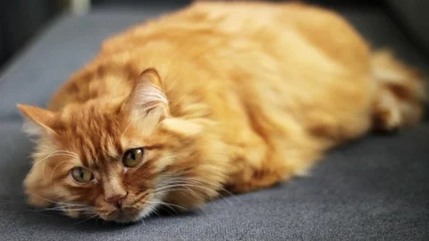 Orange Cat Lying on Sofa and Changing the Slepping Position Stock-Footage 96246240