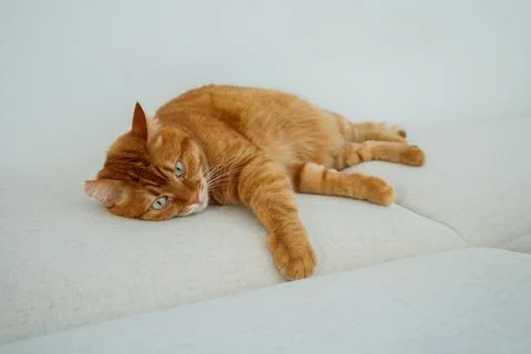 Orange cat lying on the sofa Foto stock