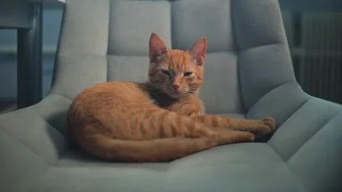 An orange cat is lying on a soft chair in a cozy indoor space. It looks around Stockbeeldmateriaal 344667225