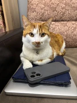An orange cat is lying on a stack of gadgets. The cat is on a laptop, tablet, 库存照片