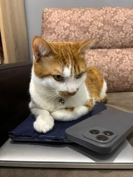 An orange cat is lying on a stack of gadgets. The cat is on a laptop, tablet, Stock Photos