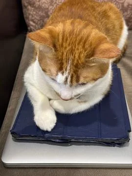 An orange cat is lying on a stack of gadgets. The cat is on a laptop and tabl 写真素材