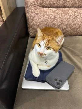 An orange cat is lying on a stack of gadgets. The cat is on a laptop, tablet, 스톡 사진