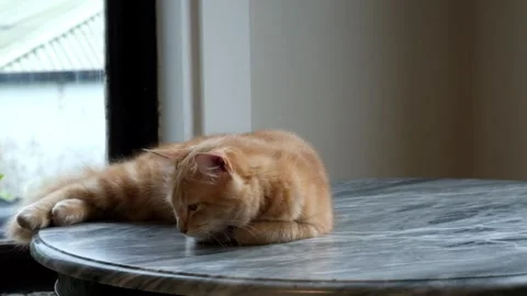 Orange cat lying on the table Stock Footage 293175299