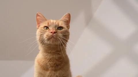 Orange Cat meowing and looking at camera Stockbeeldmateriaal 339777047