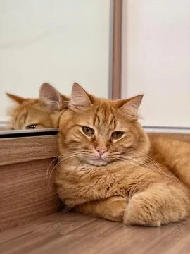 Orange cat in the mirror Fotos de archivo