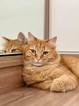 Orange cat in the mirror Stock Photos