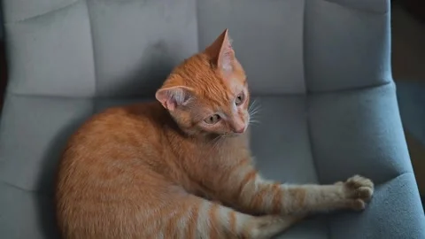 An orange cat moves around a comfortable chair, showing curiosity while turning Vidéo 344667276