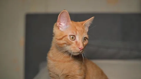 An orange cat moving and posing in various ways on a bed. The cat looks toward Stock Footage 345868312