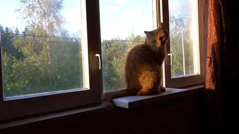 The orange cat is nervuse Stock Footage 111297089