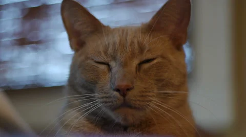 Orange Cat Opens Eyes 스톡 동영상 32483352