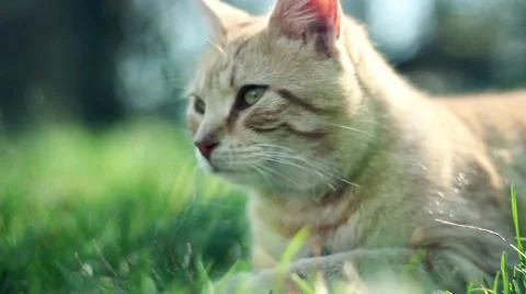 Orange Cat Pan Right Stock Footage 56037450