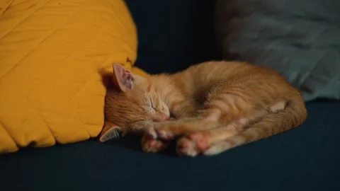 An orange cat is peacefully sleeping on a couch, curled up beside a yellow Vídeo Stock 344440531