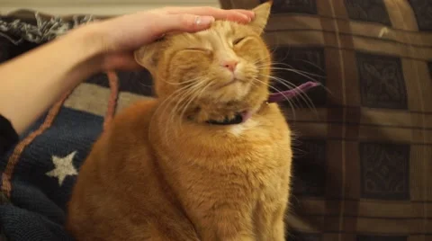 An orange cat is petted on the sofa. Stock Footage 44779423