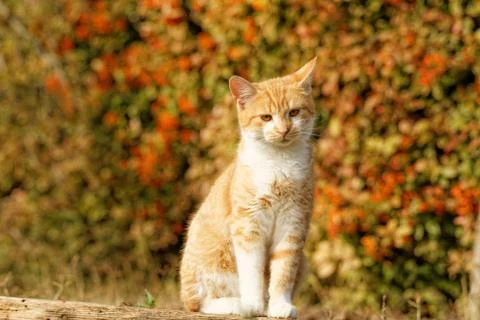 Orange cat Stock Photos