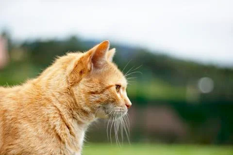Orange cat Stock Photos