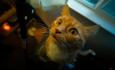 ORANGE CAT Stock Photos