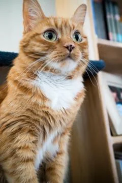 Orange Cat Stock Photos