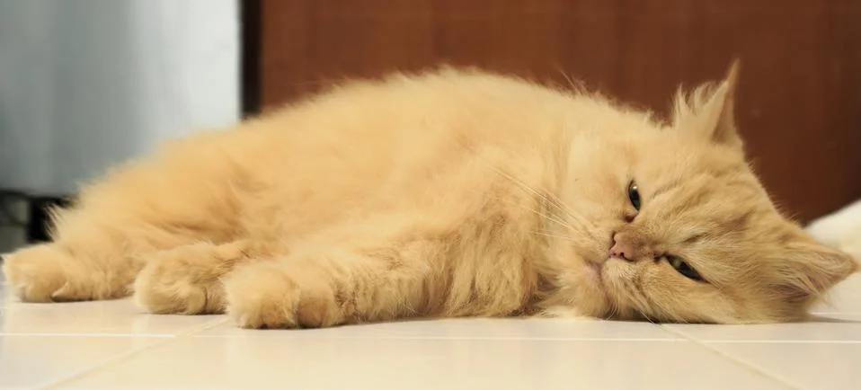 Orange cat Stock Photos