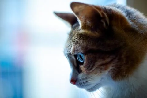 Orange Cat.. Stock Photos