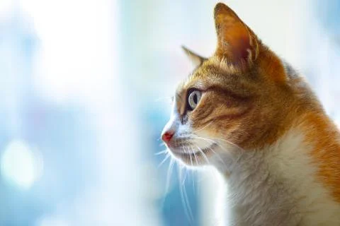 Orange Cat.. Stock Photos